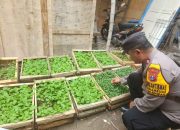 Polisi Cinta Petani, Bhabinkamtibmas Semambung Dukung Swasembada Pangan lewat Pengecekan Bibit Sayuran