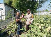 Polisi Cinta Petani, Bhabinkamtibmas Desa Entalsewu Panen Terong Bersama Warga, Wujudkan Swasembada dan Ketahanan Pangan