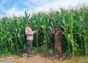 Bhabinkamtibmas Polsek Tarik Polresta Sidoarjo Aktif Kawal Program Pangan, Tinjau Lahan Jagung Warga