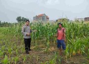 Dukung Ketahanan Nasional, Bhabinkamtibmas Keboan Anom Bantu Petani Jagung Wujudkan Swasembada Pangan