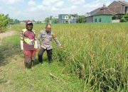Bersama Petani, Bhabinkamtibmas Polsek Buduran Wujudkan Desa Sidokepung Sebagai Lumbung Ketahanan Pangan