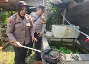 Dukung Ketahanan Nasional, Polisi Cinta Petani Polsek Gedangan Kunjungi Lahan Lele di Desa Ketajen