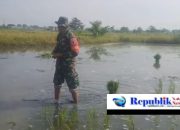 Turun ke Sawah, Babinsa Bantu Petani Dorong Produktivitas Pertanian di Wilayah