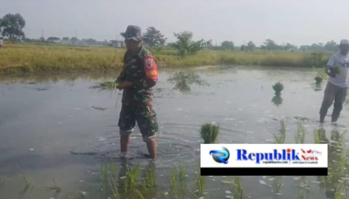 Turun ke Sawah, Babinsa Bantu Petani Dorong Produktivitas Pertanian di Wilayah