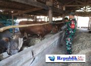 Babinsa Balongpanggang Dorong Peternakan Sapi Ramah Lingkungan di Kedungpring