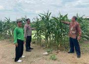 Polresta Sidoarjo Optimalkan Swasembada Pangan, Dampingi Petani Jagung di Krembung