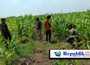 Polresta Sidoarjo Optimalkan Swasembada Pangan, Dampingi Petani Jagung di Krembung