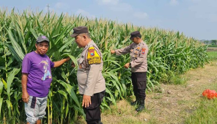 Polisi Sidoarjo Masif Dampingi Petani, Dukung Swasembada Pangan