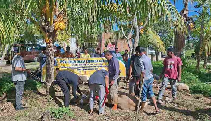 DPD ll Partai Golkar Aceh Timur melaksanakan penyembelihan hewan Qurban 1447 H