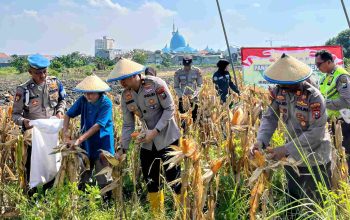 Polsek Taman Panen Jagung Serentak di Lahan Lingkar Mas Sepanjang, Dukung Ketahanan Pangan Nasional