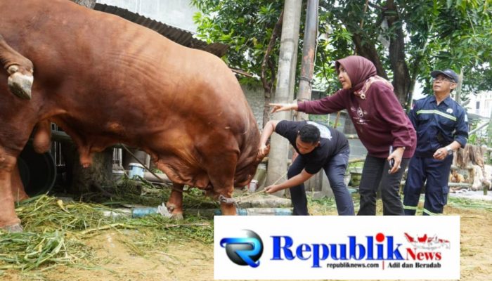 Dinas Pangan dan Pertanian Pastikan 7 Sapi Kurban Wakil Bupati Sidoarjo Sehat dan Layak Konsumsi