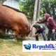 Dinas Pangan dan Pertanian Pastikan 7 Sapi Kurban Wakil Bupati Sidoarjo Sehat dan Layak Konsumsi