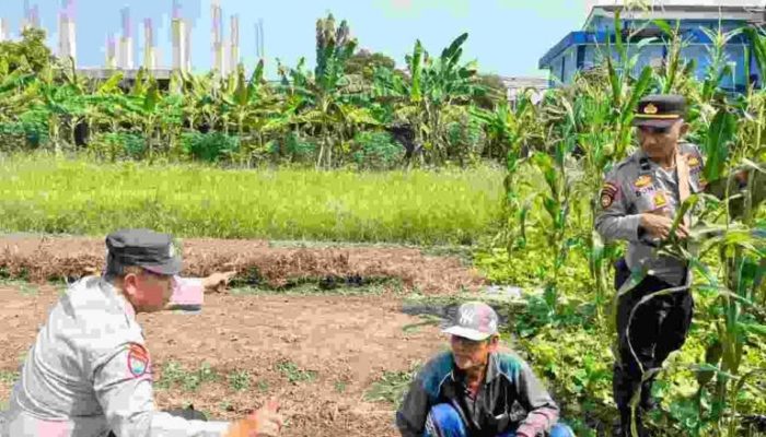 Polisi Cinta Petani Polsek Sedati Dukung Swasembada Pangan Nasional