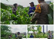 Foto : Bhabinkamtibmas Polsek Waru memantau pertumbuhan jagung di Bungurasih.