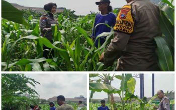 Foto : Bhabinkamtibmas Polsek Waru memantau pertumbuhan jagung di Bungurasih.