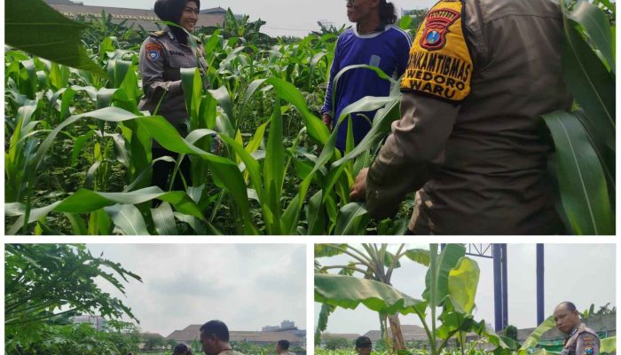 Bhabinkamtibmas Polsek Waru Pantau Pertumbuhan Jagung di Bungurasih, Dukung Swasembada Pangan Nasional