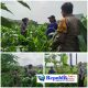 Bhabinkamtibmas Polsek Waru Pantau Pertumbuhan Jagung di Bungurasih, Dukung Swasembada Pangan Nasional