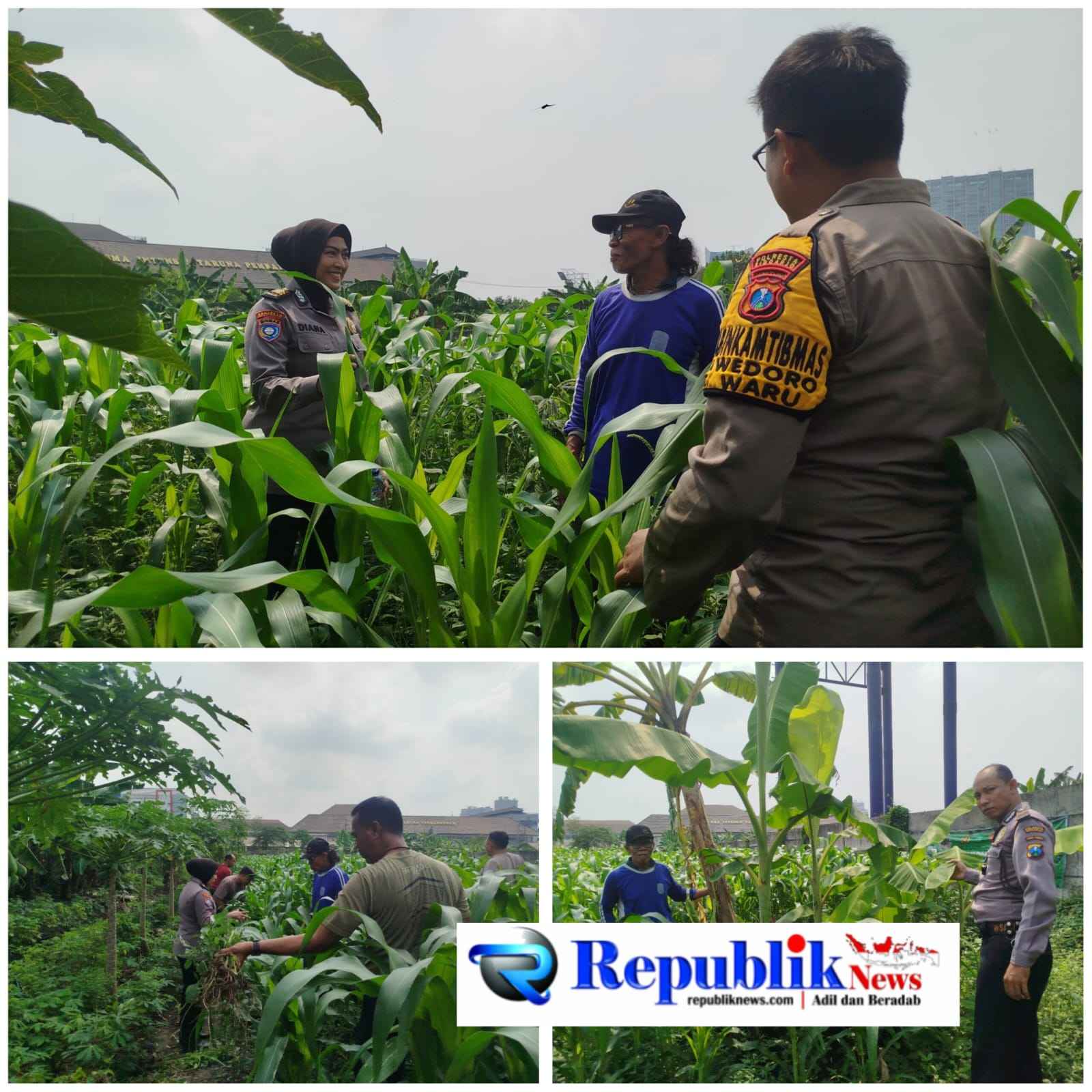Foto : Bhabinkamtibmas Polsek Waru memantau pertumbuhan jagung di Bungurasih.