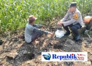 Foto : Polsek Sedati mendampingi perawatan jagung di Desa Buncitan.