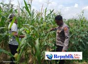 Foto : Polsek Tulangan mengecek tanaman Jagung di Desa Kemantren .