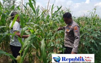 Polsek Tulangan Cek Tanaman Jagung di Desa Kemantren, Wujudkan Swasembada Pangan