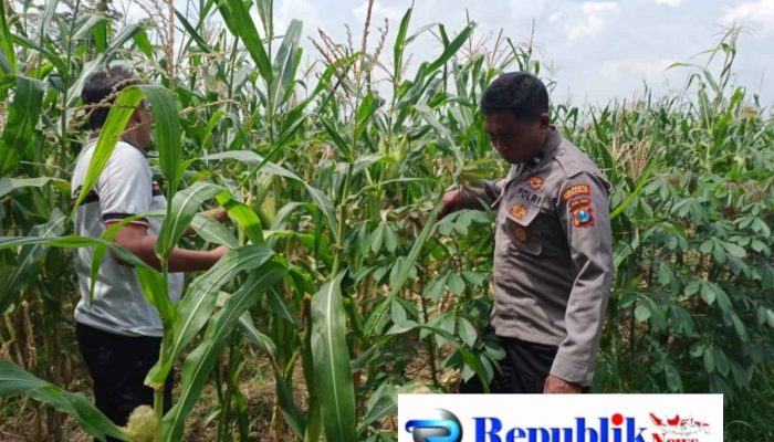 Polsek Tulangan Cek Tanaman Jagung di Desa Kemantren, Wujudkan Swasembada Pangan
