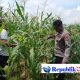 Polsek Tulangan Cek Tanaman Jagung di Desa Kemantren, Wujudkan Swasembada Pangan