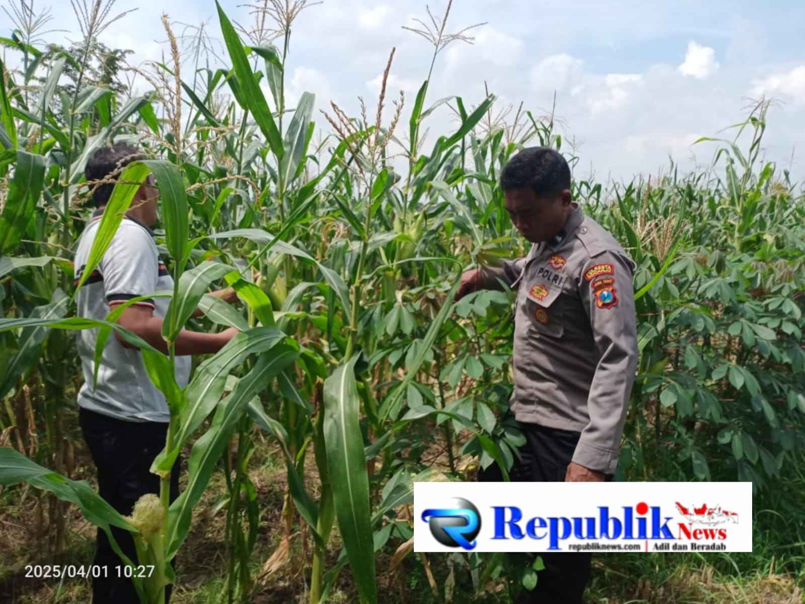 Foto : Polsek Tulangan mengecek tanaman Jagung di Desa Kemantren .