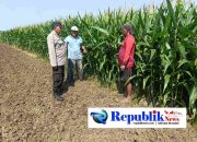 Foto : Bhabinkamtibmas Desa Pesawahan Porong melaksanakan pemantauan perkembangan tanaman jagung.