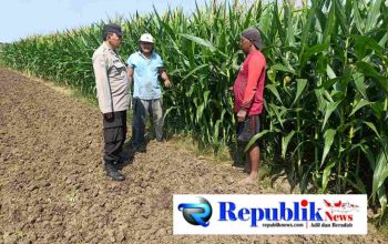 Polisi Pantau Perkembangan Tanaman Jagung, Dukung Program Ketahanan Pangan