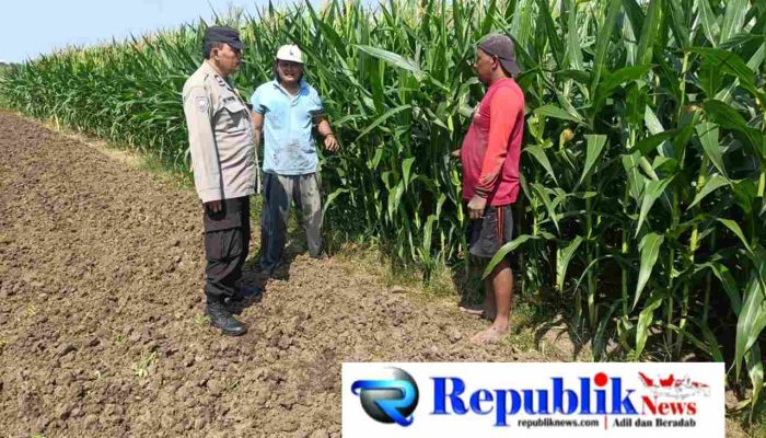 Polisi Pantau Perkembangan Tanaman Jagung, Dukung Program Ketahanan Pangan