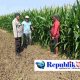 Polisi Pantau Perkembangan Tanaman Jagung, Dukung Program Ketahanan Pangan