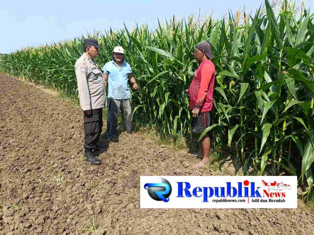 Foto : Bhabinkamtibmas Desa Pesawahan Porong melaksanakan pemantauan perkembangan tanaman jagung.