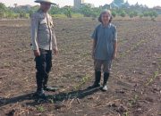 Foto : Polsek Taman memantau perkembangan tanaman jagung.