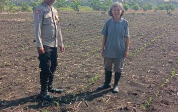 Polsek Taman Pantau Perkembangan Tanaman Jagung