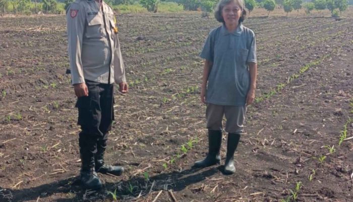 Polsek Taman Pantau Perkembangan Tanaman Jagung