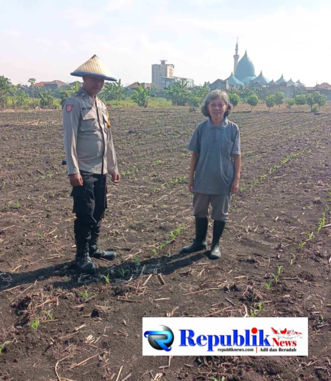 Foto : Polsek Taman memantau perkembangan tanaman jagung.