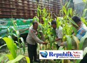 Foto : Polsek Waru memantau pertumbuhan jagung di Desa Pepelegi.