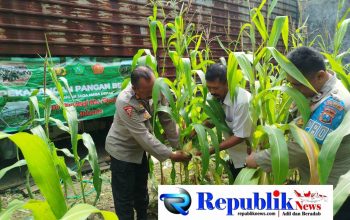 Polsek Waru Pantau Pertumbuhan Jagung di Desa Pepelegi untuk Swasembada Pangan