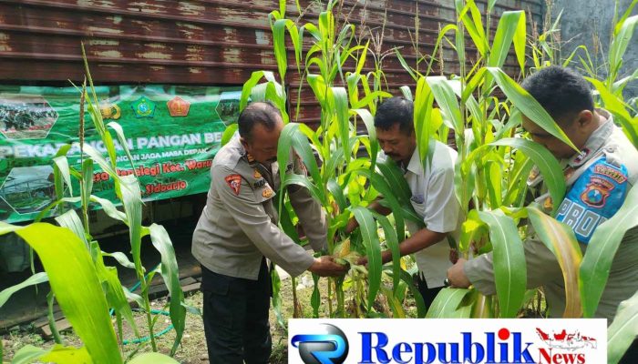 Polsek Waru Pantau Pertumbuhan Jagung di Desa Pepelegi untuk Swasembada Pangan