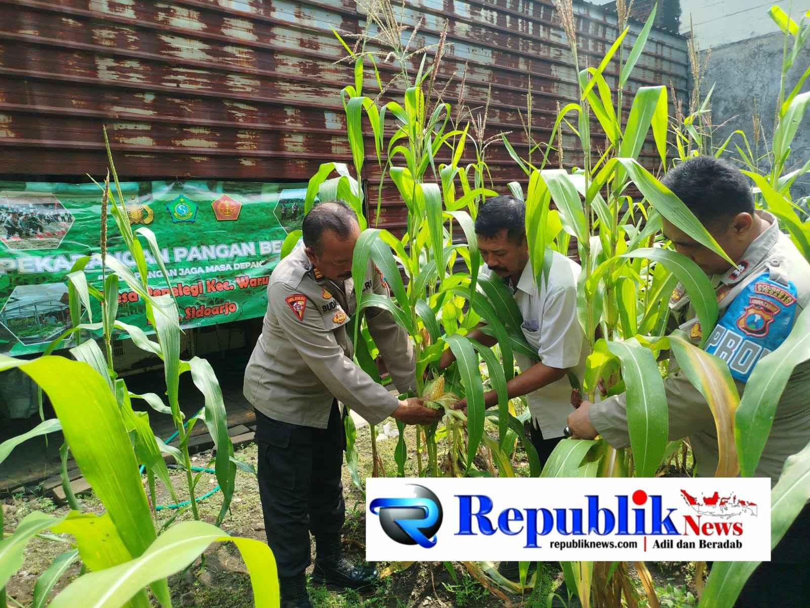 Foto : Polsek Waru memantau pertumbuhan jagung di Desa Pepelegi.