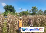 Foto : Bhabinkamtibmas Desa Bulang,Polsek prambon melaksanakan pemantauan tanaman jagung.