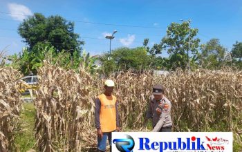 Polisi Pantau Pertumbuhan Jagung, Dukung Ketahanan Pangan di Kecamatan Prambon