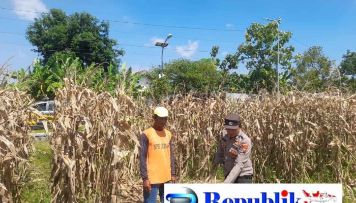Polisi Pantau Pertumbuhan Jagung, Dukung Ketahanan Pangan di Kecamatan Prambon