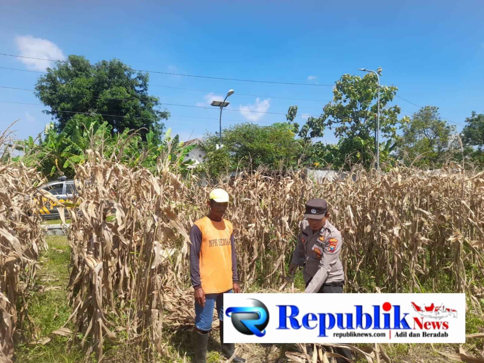 Foto : Bhabinkamtibmas Desa Bulang,Polsek prambon melaksanakan pemantauan tanaman jagung.