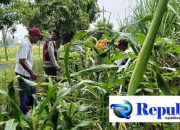 Foto : Polsek Krian cek perkembangan jagung.
