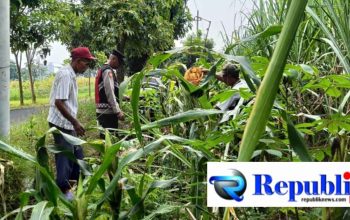 Foto : Polsek Krian cek perkembangan jagung.