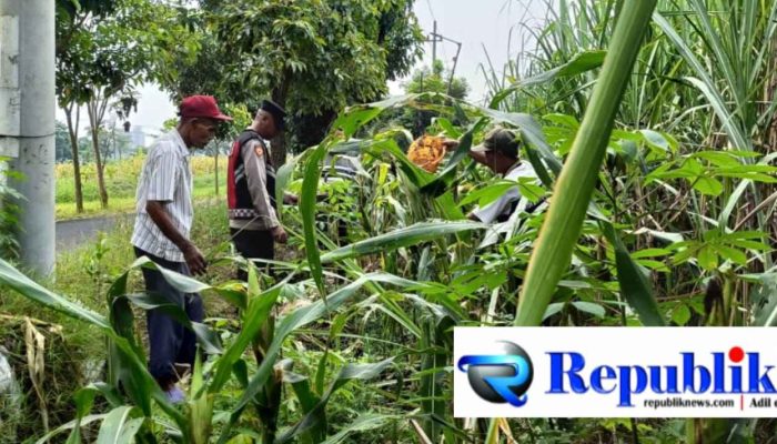 Cek Perkembangan Jagung, Polsek Krian Dukung Swasembada Pangan