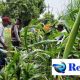Cek Perkembangan Jagung, Polsek Krian Dukung Swasembada Pangan