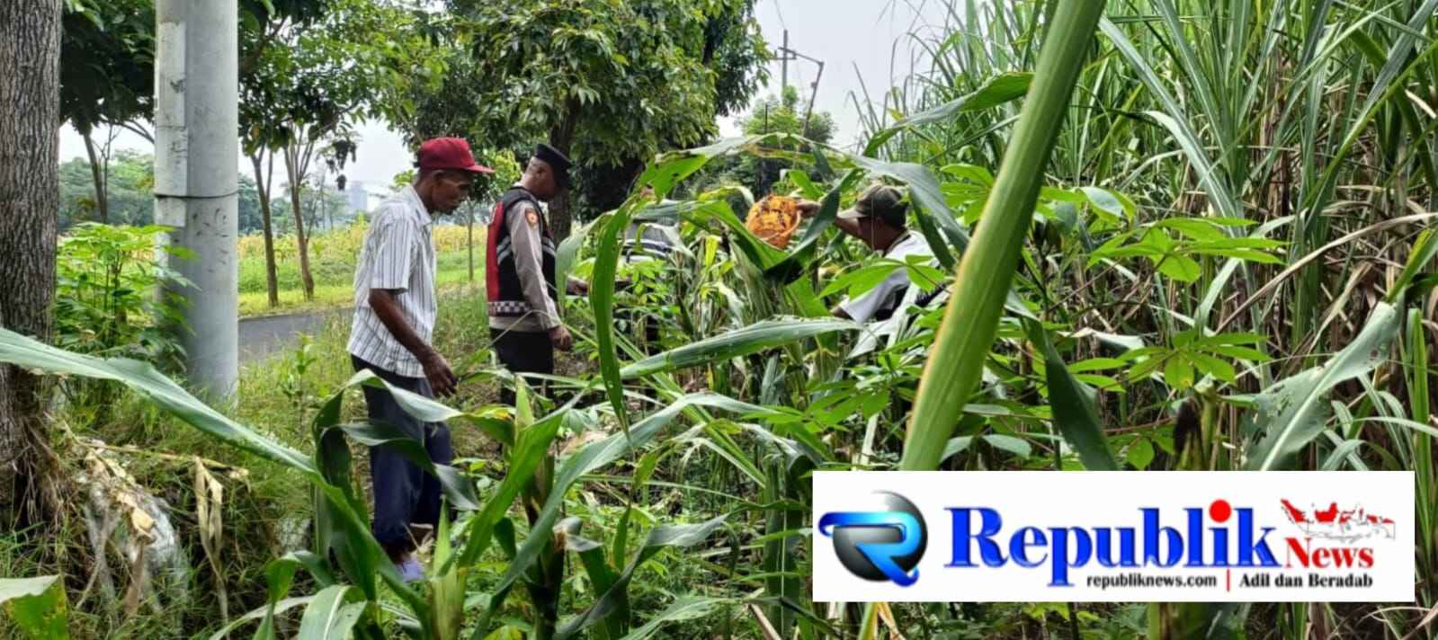 Foto : Polsek Krian cek perkembangan jagung.
